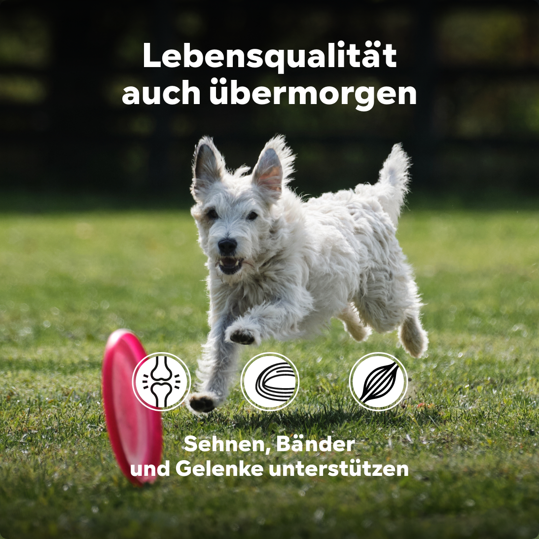 Grünlippmuschel Pulver Hund (für junge aktive Hunde/Welpen), extra mit Glucosamin, anstatt Gelenktabletten Hund, hohe Akzeptanz durch Vanillearoma, HGM 500g - von Tierarzt Dr. Knoop