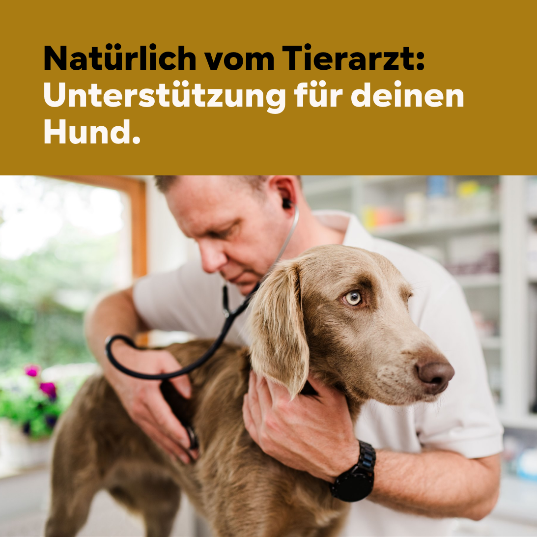 Gelenkpulver speziell Alter Hund, 450g, für 45 Tage bei 20 kg-Hund, Wirkung Teufelskralle, Grünlippmuschel Pulver + Glucosamin anstatt Gelenktabletten, Vanillearoma