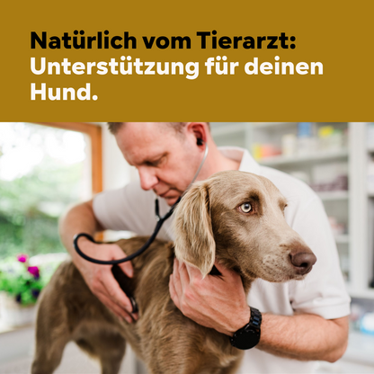 Gelenkpulver speziell Alter Hund, 450g, für 45 Tage bei 20 kg-Hund, Wirkung Teufelskralle, Grünlippmuschel Pulver + Glucosamin anstatt Gelenktabletten, Vanillearoma