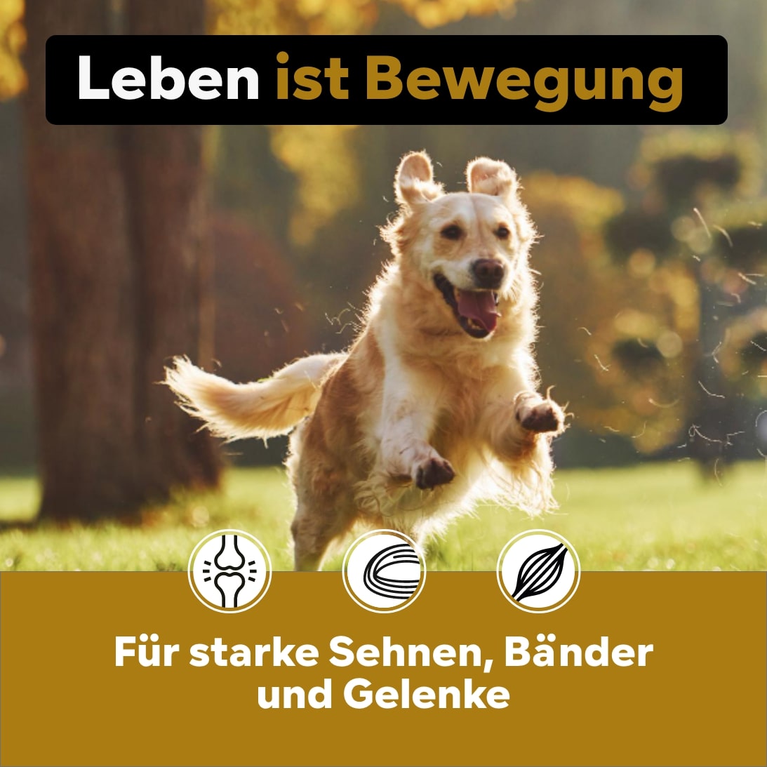 Gelenkpulver speziell Alter Hund, 450g, für 45 Tage bei 20 kg-Hund, Wirkung Teufelskralle, Grünlippmuschel Pulver + Glucosamin anstatt Gelenktabletten, Vanillearoma