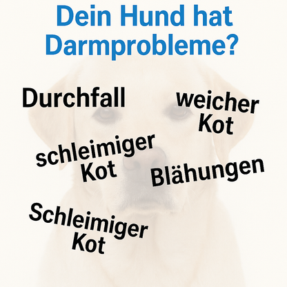 Hund Darmpulver, Aufbau Darmflora, Darmsanierung nach Verdauungsstörungen (weicher, schleimiger Kot), mit Probiotika und Präbiotika, für Allergiker geeignet, HGMflex Darm 90g