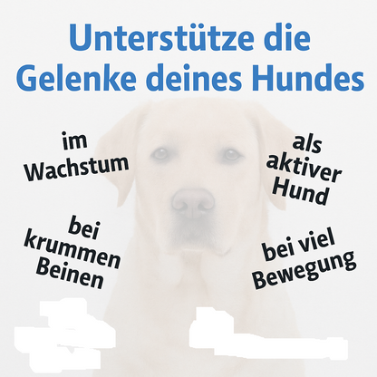 Grünlippmuschel Pulver Hund (für junge aktive Hunde/Welpen), extra mit Glucosamin, anstatt Gelenktabletten Hund, hohe Akzeptanz durch Vanillearoma, HGM 500g - von Tierarzt Dr. Knoop