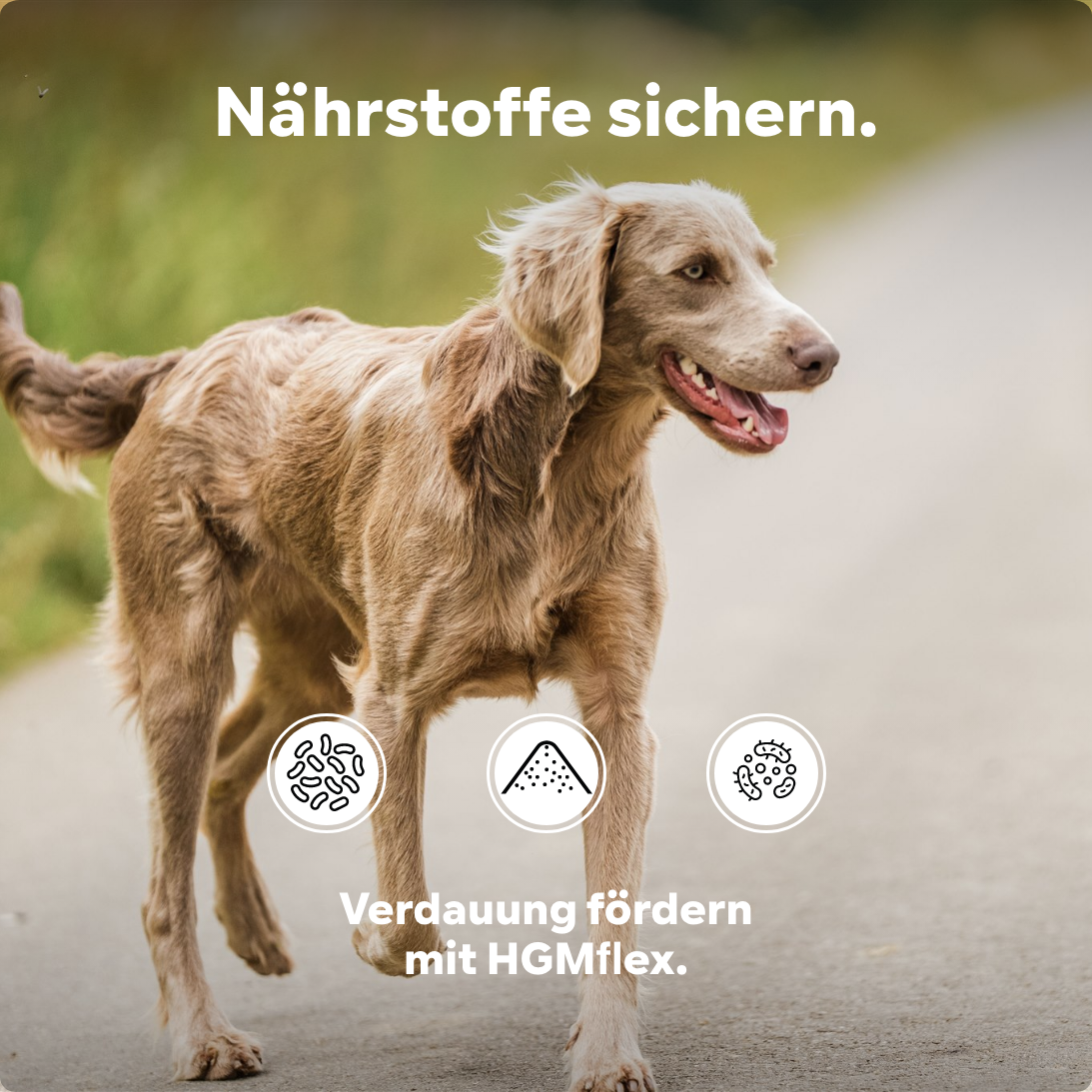 Hund Darmpulver, Aufbau Darmflora, Darmsanierung nach Verdauungsstörungen (weicher, schleimiger Kot), mit Probiotika und Präbiotika, für Allergiker geeignet, HGMflex Darm 90g