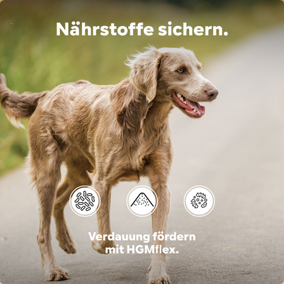 Hund Darmpulver, Aufbau Darmflora, Darmsanierung nach Verdauungsstörungen (weicher, schleimiger Kot), mit Probiotika und Präbiotika, für Allergiker geeignet, HGMflex Darm 90g