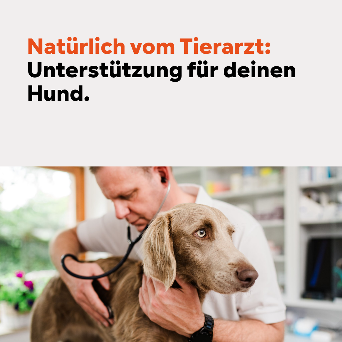 Hund trockene schuppige Haut, Haarausfall, stumpfes Haar, Probleme Fellwechsel - mit Lachsöl MSM Omega 3+6 Fettsäure Hund, Fellpflege Hund, 80g, für Allergiker geeignet, wieder Kraft und Glanz im Fell