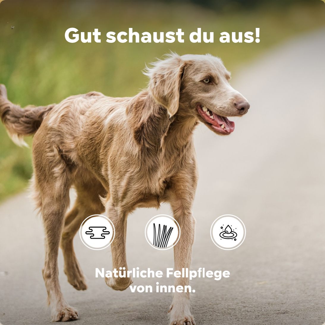 Hund trockene schuppige Haut, Haarausfall, stumpfes Haar, Probleme Fellwechsel - mit Lachsöl MSM Omega 3+6 Fettsäure Hund, Fellpflege Hund, 80g, für Allergiker geeignet, wieder Kraft und Glanz im Fell
