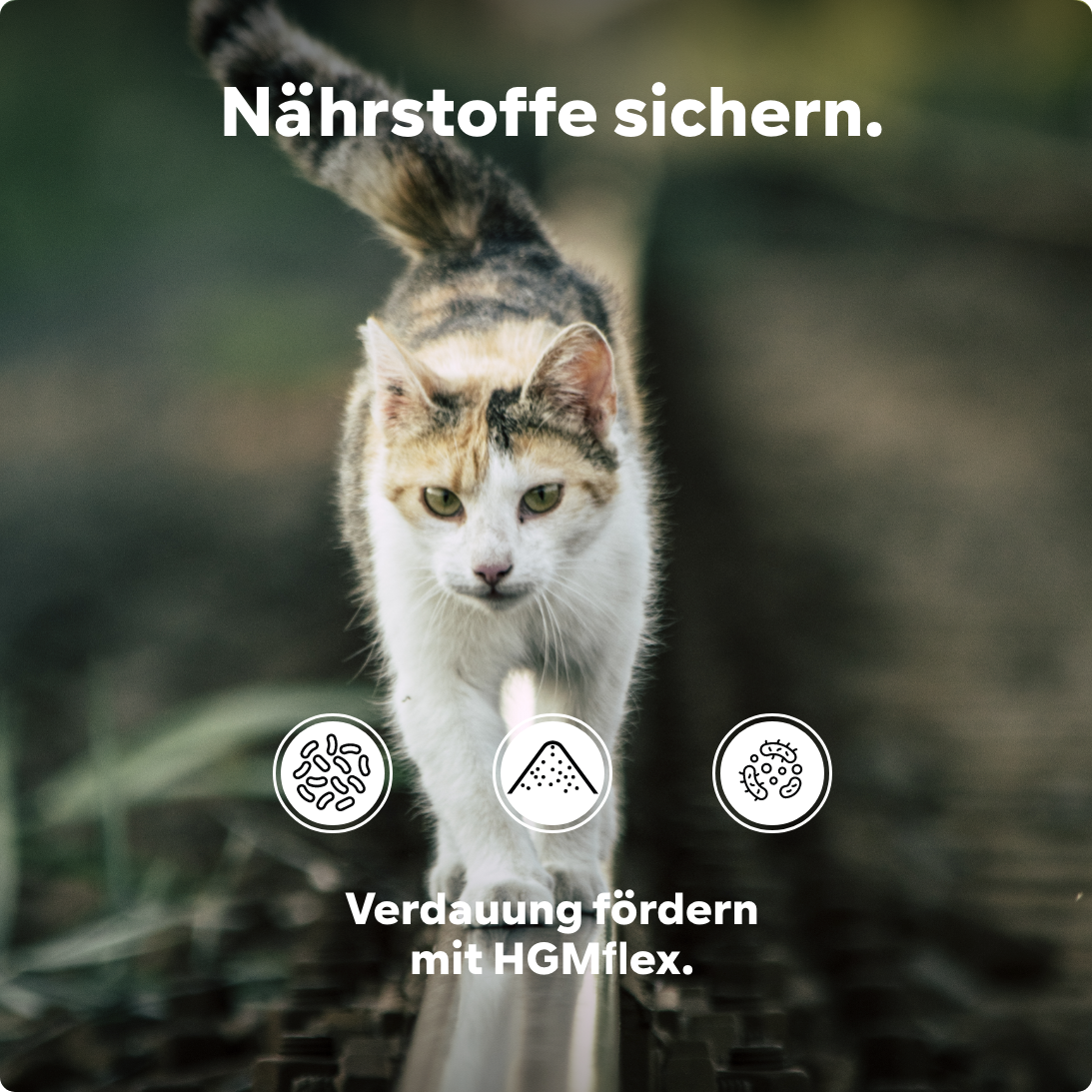 Katze Darmpulver - Probiotika & Präbiotika - Kot weich+schleimig, Blähungen - Unterstüzung Darmflora, HGMflex Darm 90 g