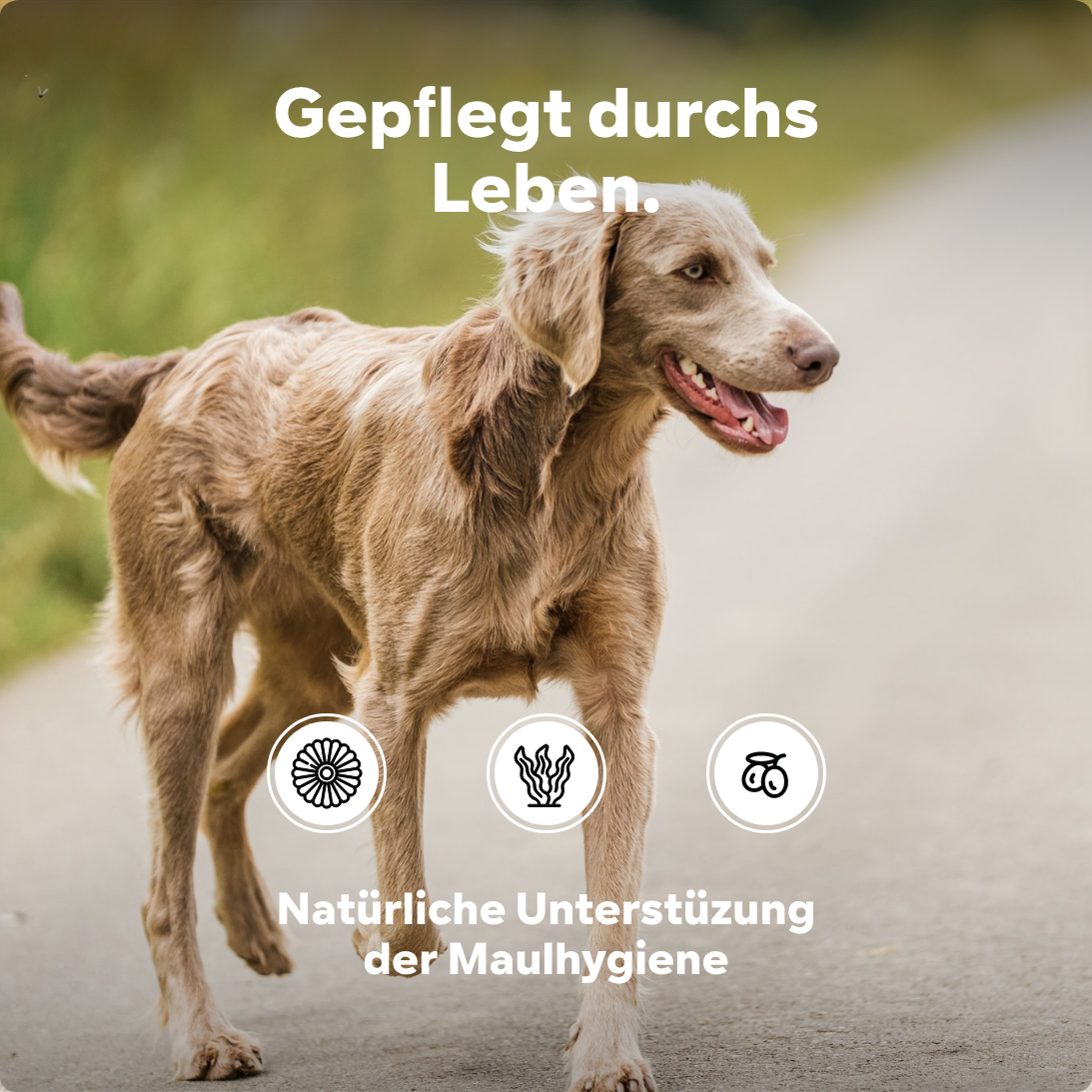 Zahnstein Hund entfernen, Dein Hund riecht aus dem Maul? Zahnpflege Hund gegen Mundgeruch, Zahnreinigung - Pulver anstatt Flocken, Spray oder Bürste,100g, einfacher Einsatz mit Langzeit