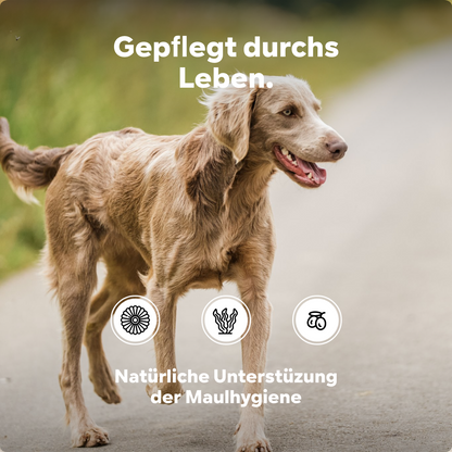 Zahnstein Hund entfernen, Dein Hund riecht aus dem Maul? Zahnpflege Hund gegen Mundgeruch, Zahnreinigung - Pulver anstatt Flocken, Spray oder Bürste,100g, einfacher Einsatz mit Langzeit