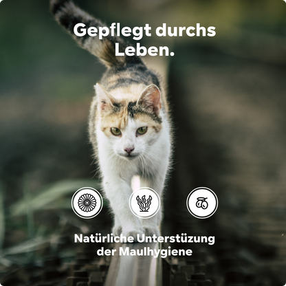 Katze Zahnsteinpulver bei Maulgeruch, Zahnpflege Katze , Zahnreinigung - Pulver anstatt Flocken oder Dentalspray - - einfache Verwendung anstatt Zähne putzen