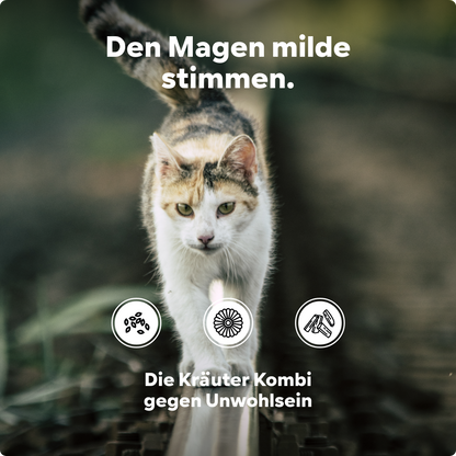 Katze Magenschutz - spuckt immer mal wieder Schaum und Futter, aber frisst dann schnell wieder - unterstützt Verdauung - HGMflex Magen 60 g