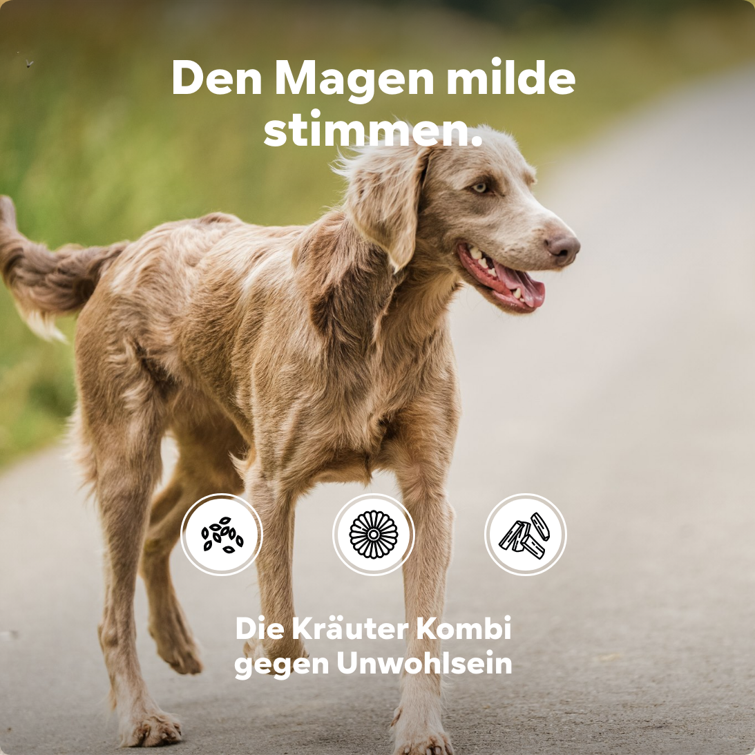 Hund Magenschutz - frisst Gras dann manchmal schaumiger weisslicher Schleim - Sodbrennen wegen Magensäure, natürlicher Säureblocker, nicht Ulmenrinde oder Heilerde - HGMflex Magen, 60 g