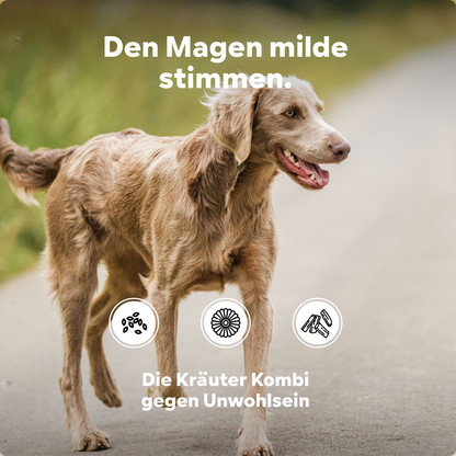 Hund Magenschutz - frisst Gras dann manchmal schaumiger weisslicher Schleim - Sodbrennen wegen Magensäure, natürlicher Säureblocker, nicht Ulmenrinde oder Heilerde - HGMflex Magen, 60 g