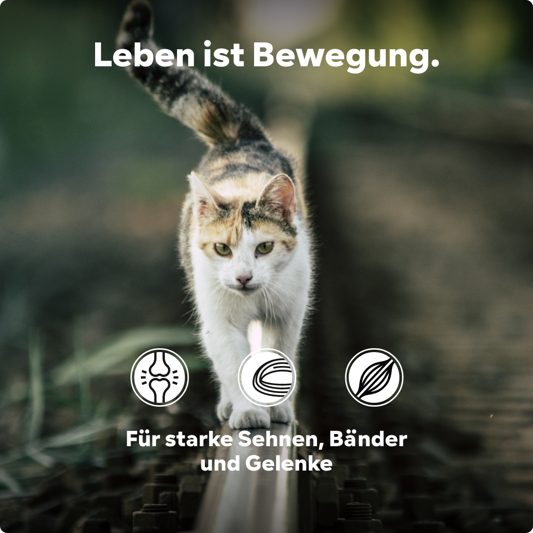 Katze Gelenkpulver Senior - steigert Bewegungsfreude im Alter - Teufelskralle + Grünlippmuschel + Glucosamin, HGMforte 220 g - von Tierarzt Dr. Knoop